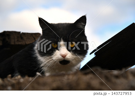 beautiful funny grey British cat peeking out from behind a white table 143727953