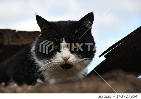 beautiful funny grey British cat peeking out from behind a white table 143727954