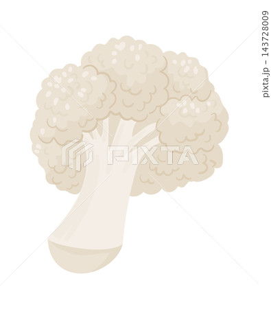 Cauliflower Head Organic Produce Cartoon Cauliflower Head Organic Produce Cartoon 143728009