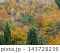 Colorful Autumn Forest Landscape With Golden Fall Foliage on Hillside Trees 143728236