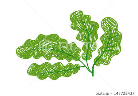 Lettuce Leaf Bunch Sketch 143728437