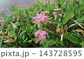細長い緑の葉の間に咲く、ピンクの小花が集まった花房 143728595