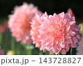 日本のダリア 143728827
