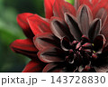 日本のダリア 143728830