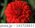 日本のダリア 143728831