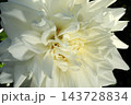 日本のダリア 143728834