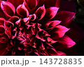 日本のダリア 143728835