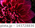 日本のダリア 143728836