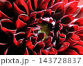 日本のダリア 143728837
