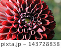 日本のダリア 143728838