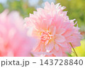 日本のダリア 143728840