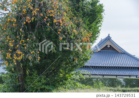 柿と寺 柿と寺 143729531