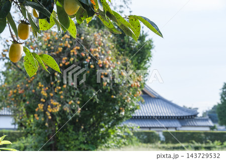 柿と寺院 柿と寺院 143729532
