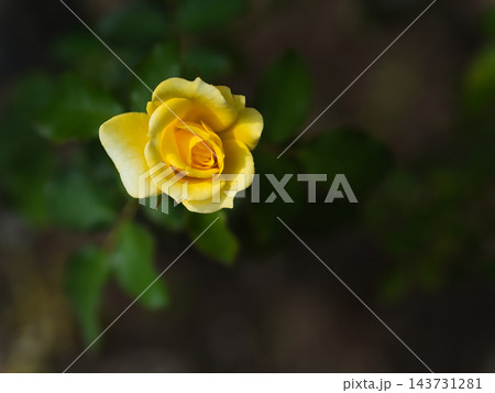 10月に小振りに咲いた黄色のバラの花「ゴールドバニー」 143731281