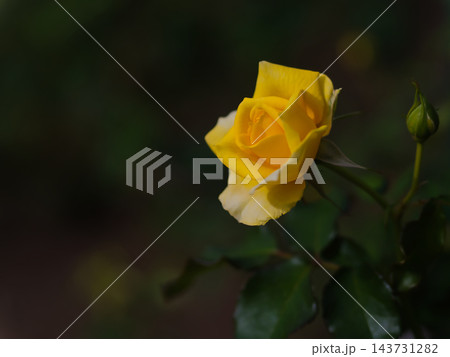 10月に小振りに咲いた黄色のバラの花「ゴールドバニー」 10月に小振りに咲いた黄色のバラの花「ゴールドバニー」 143731282