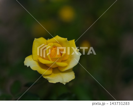 10月に小振りに咲いた黄色のバラの花「ゴールドバニー」 10月に小振りに咲いた黄色のバラの花「ゴールドバニー」 143731283
