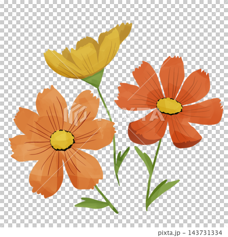 橙色和黃色波斯菊的插圖 143731334