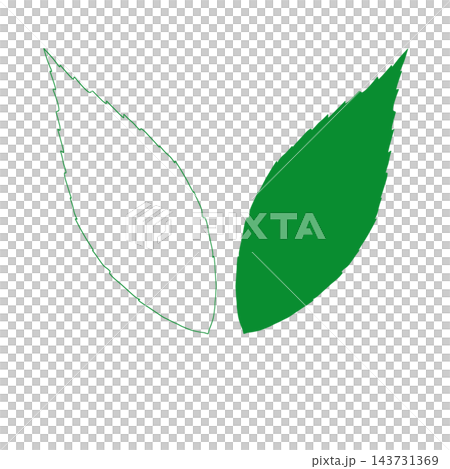 Hand-drawn Ardisia crenata leaves: line art and color set Hand-drawn Ardisia crenata leaves: line art and color set 143731369