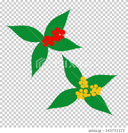 Hand-painted Ardisia crenata and Ardisia crenata with yellow berries; two plants, not red and white, but red and yellow. 143731372