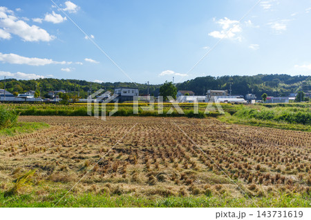 秋晴れの青空のもと稲刈りが終わり切り株が並ぶ広大な田んぼと集落風景 143731619