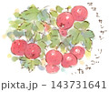 秋の植物、オオミサンザシの水彩画イラスト 143731641