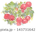 秋の植物、オオミサンザシの水彩画イラスト 143731642