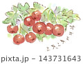 秋の植物、オオミサンザシの水彩画イラスト 143731643