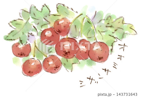 秋の植物、オオミサンザシの水彩画イラスト 秋の植物、オオミサンザシの水彩画イラスト 143731643