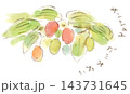 秋の植物、カラフルなサンシュユの実の水彩画イラスト 143731645