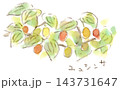秋の植物、カラフルなサンシュユの実の水彩画イラスト 143731647