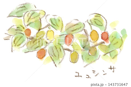 秋の植物、カラフルなサンシュユの実の水彩画イラスト 秋の植物、カラフルなサンシュユの実の水彩画イラスト 143731647