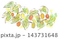 秋の植物、カラフルなサンシュユの実の水彩画イラスト 143731648