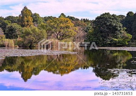 見沼田圃：見沼自然公園　野鳥の池 143731653