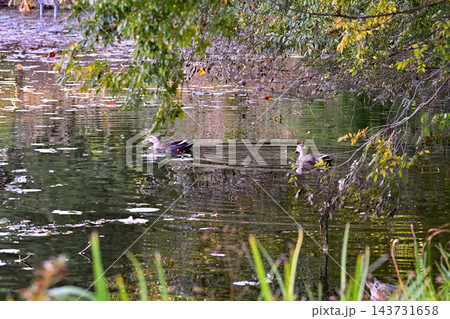 見沼田圃:見沼自然公園 野鳥の池 見沼田圃:見沼自然公園 野鳥の池 143731658