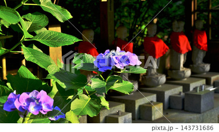 お地蔵様と紫陽花の咲く山寺の境内 お地蔵様と紫陽花の咲く山寺の境内 143731686