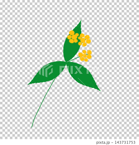 Hand-painted yellow berries on a branch of Ardisia crenata (Japanese laurel), with yellow berries and leaves, and three leaves per branch. Hand-painted yellow berries on a branch of Ardisia crenata (Japanese laurel), with yellow berries and leaves, and three leaves per branch. 143731753