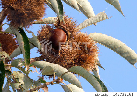 毬栗 毬栗 143732161