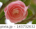 美しいピンクの椿の花 美しいピンクの椿の花 143732632