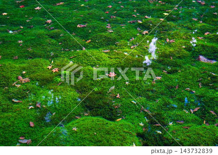 池山水源の清らかな水面に広がる鮮やかな苔と落ち葉 池山水源の清らかな水面に広がる鮮やかな苔と落ち葉 143732839