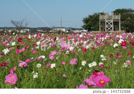 秋色に染まる一号堤コスモ園コスモスの花が咲き誇る風景 秋色に染まる一号堤コスモ園コスモスの花が咲き誇る風景 143732886