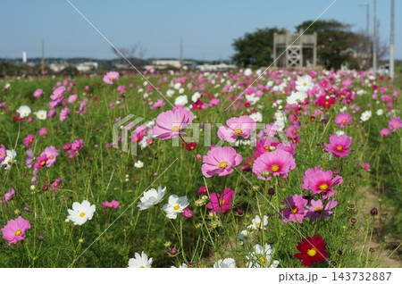 秋色に染まる一号堤コスモ園コスモスの花が咲き誇る風景 秋色に染まる一号堤コスモ園コスモスの花が咲き誇る風景 143732887