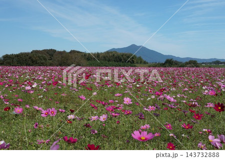 秋色に染まるコスモス畑ホーミックふれあい公園の風景 143732888