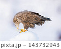 食事をするオジロワシ 143732943