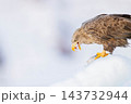 食事をするオジロワシ 143732944