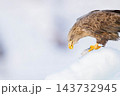 食事をするオジロワシ 143732945