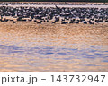 マガンの群れ 143732947