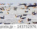 マガンの群れ 143732976