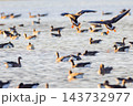 マガンの群れ 143732977