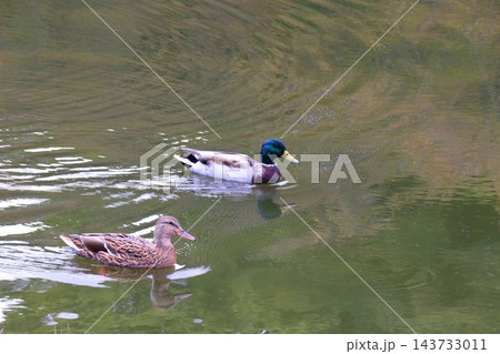 池で泳ぐカモ 池で泳ぐカモ 143733011