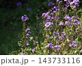 春3月紫色のオオアラセイトウの花 春3月紫色のオオアラセイトウの花 143733116